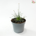 Syngonanthus Mikado P105《Overwatering in poorly drained soil can cause root rot》Y05