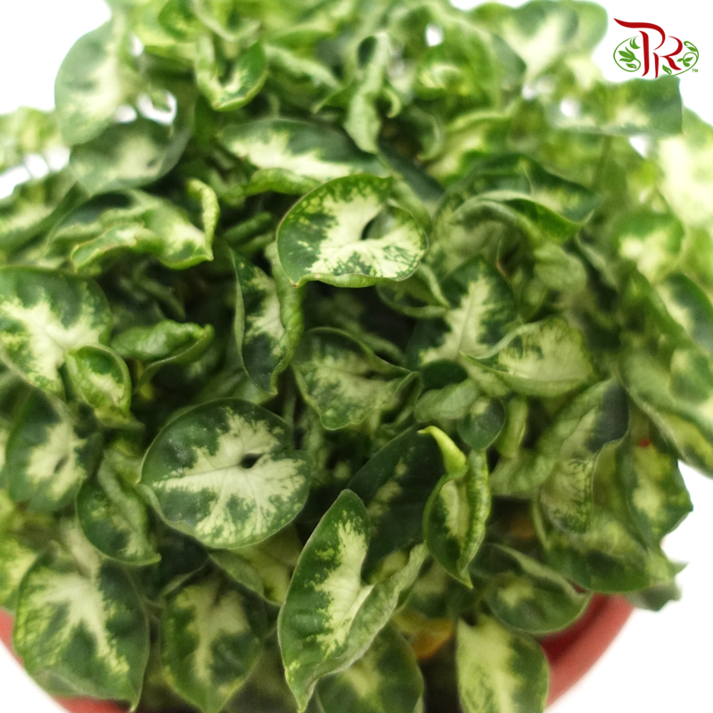 Syngonium Mini – P120   《迷你合果芋》 - Pudu Ria Florist