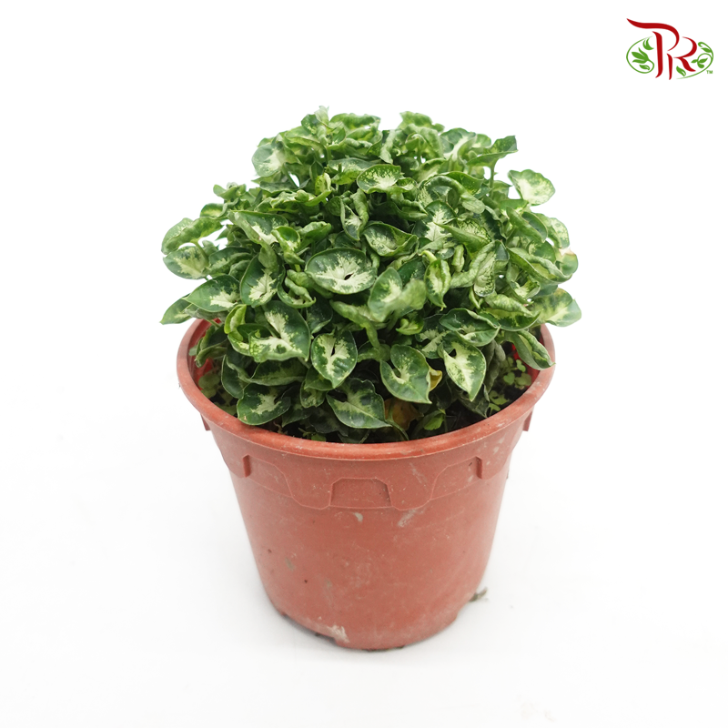 Syngonium Mini – P120   《迷你合果芋》 - Pudu Ria Florist
