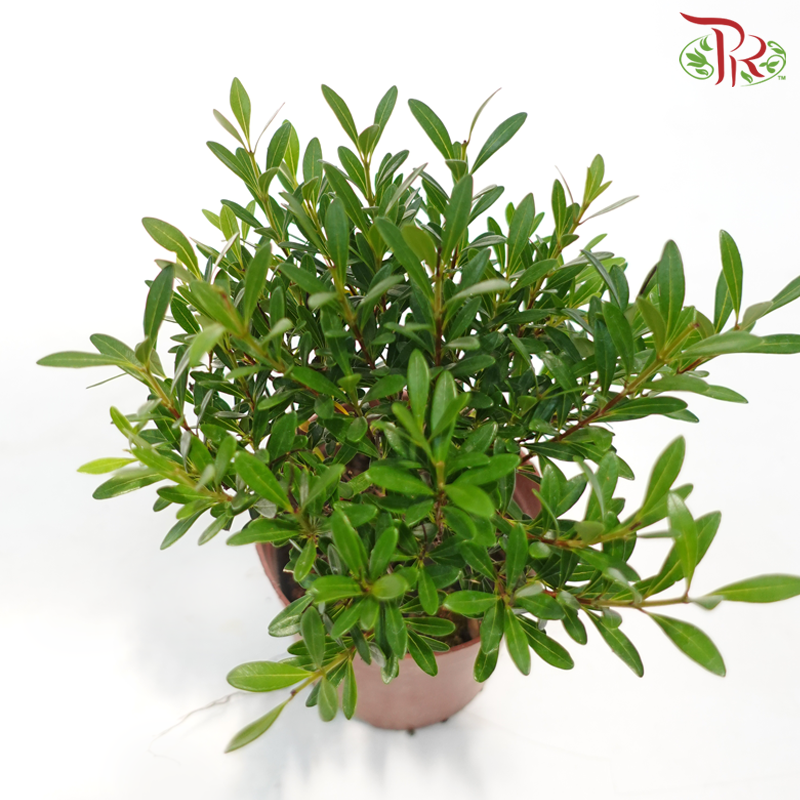 Syzygium Ball《小叶赤楠》