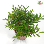 Syzygium Ball《小叶赤楠》