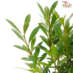 Syzygium Ball《小叶赤楠》