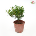 Syzygium Ball《小叶赤楠》