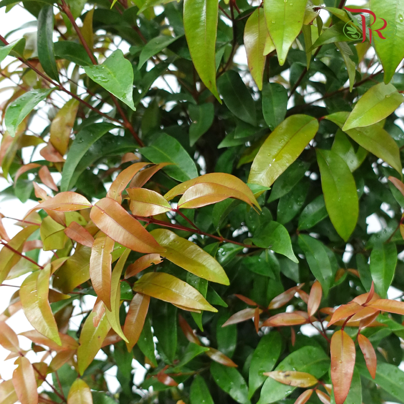 Syzygium Campanulatum 1MOH《钟花蒲桃》