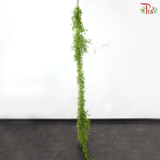 Taiwan Ivy (Asparagus Smilax) (Per Bunch)