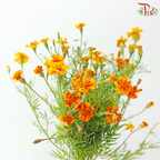 Marigold Tagetes Erecta - Bicolour Orange & Dark Red (Per Bunch)