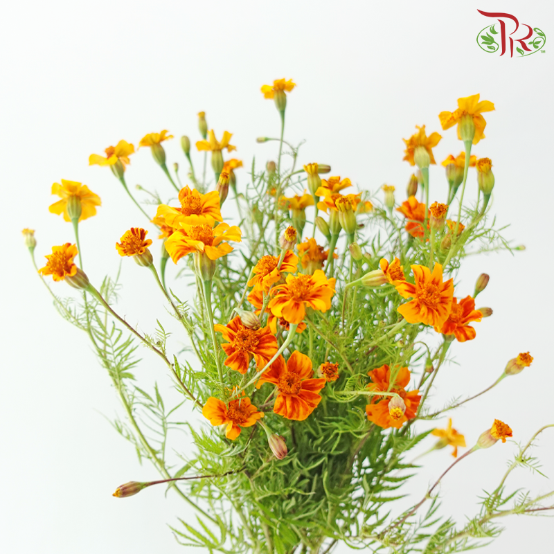 Marigold Tagetes Erecta - Bicolour Orange & Dark Red (Per Bunch)