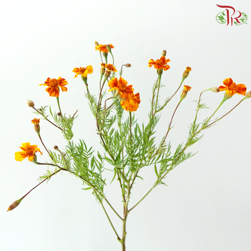 Marigold Tagetes Erecta - Bicolour Orange & Dark Red (Per Bunch)