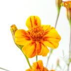 Marigold Tagetes Erecta - Bicolour Orange & Dark Red (Per Bunch)