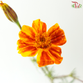 Marigold Tagetes Erecta - Bicolour Orange & Dark Red (Per Bunch)