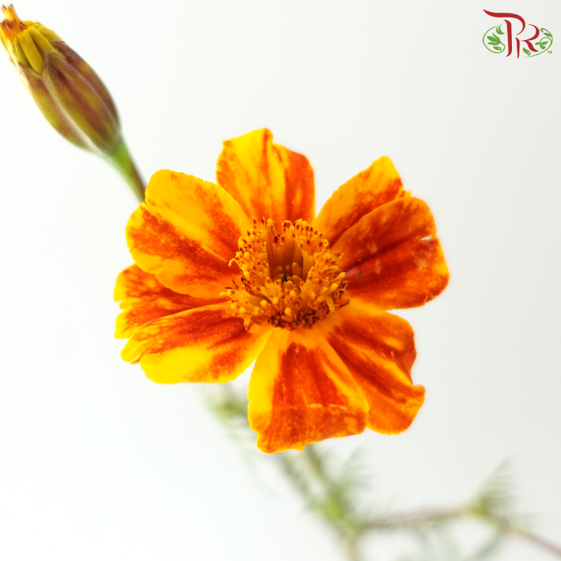 Marigold Tagetes Erecta - Bicolour Orange & Dark Red (Per Bunch)