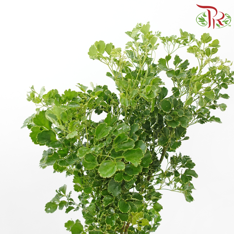 Tea Leaf Round (60-80cm) (5 Stems)