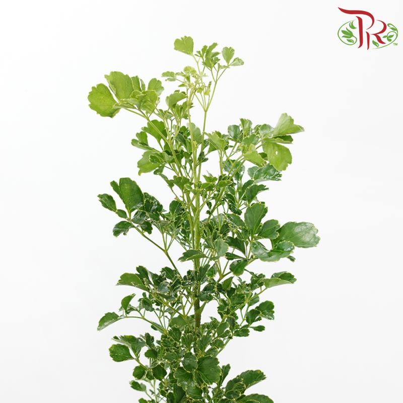 Tea Leaf Round (60-80cm) (5 Stems)