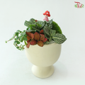 【Gift Series】 Green Wisdom (Random Choose Fittonia Plant)