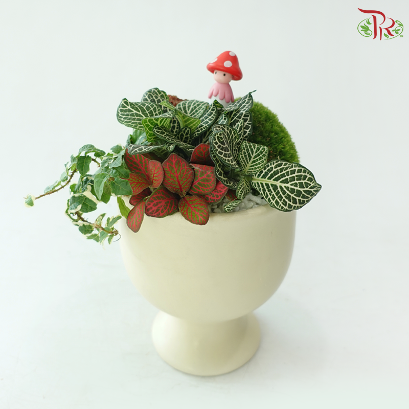 【Gift Series】 Green Wisdom (Random Choose Fittonia Plant)