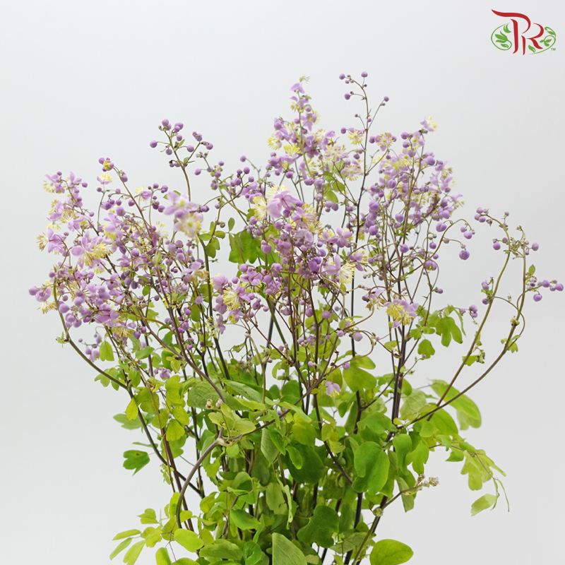 Thalictrum- Purple - Tiny Flower Bud (Per bunch)