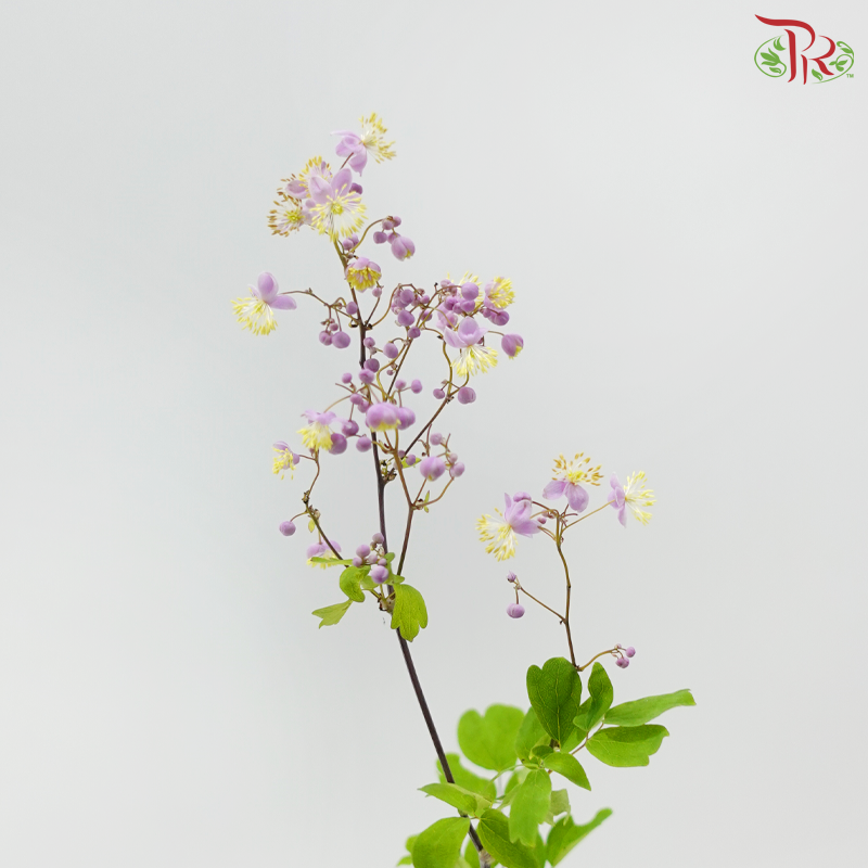 Thalictrum- Purple - Tiny Flower Bud (Per bunch)