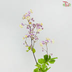 Thalictrum- Purple - Tiny Flower Bud (Per bunch)