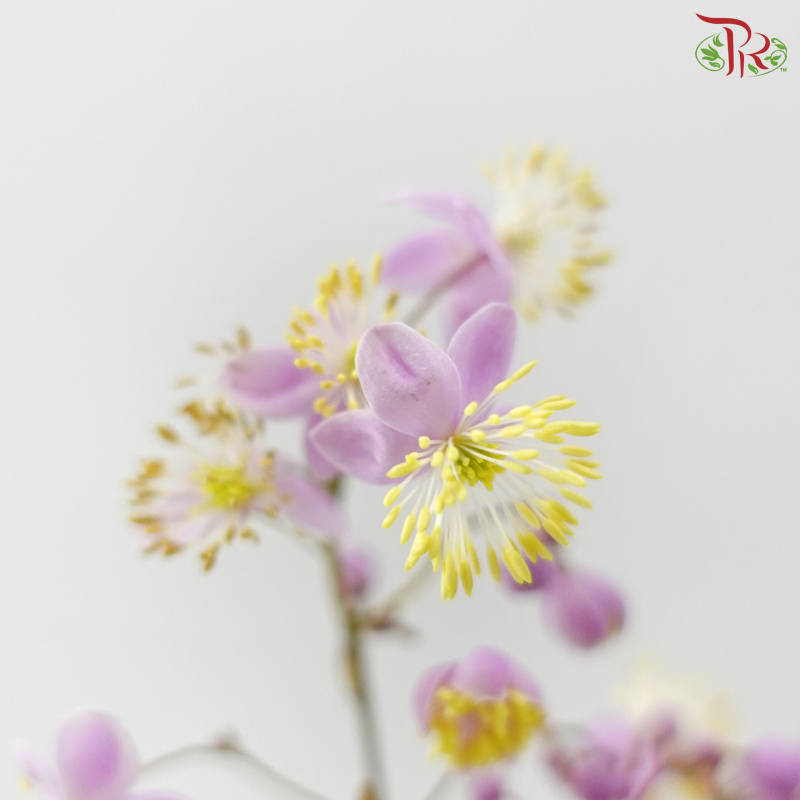 Thalictrum- Purple - Tiny Flower Bud (Per bunch)