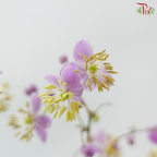 Thalictrum- Purple - Tiny Flower Bud (Per bunch)