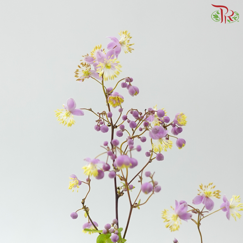 Thalictrum- Purple - Tiny Flower Bud (Per bunch)