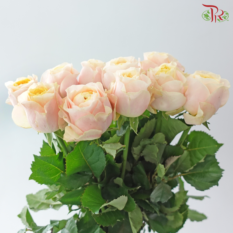 Rose - Theresa (10 Stems)