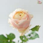 Rose - Theresa (10 Stems)