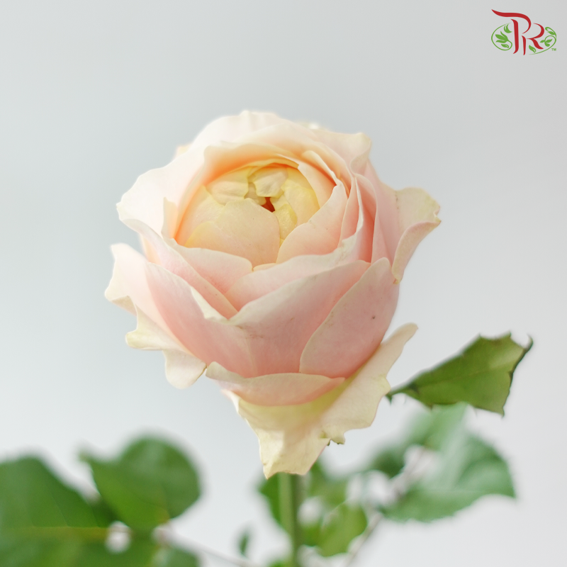 Rose - Theresa (10 Stems)