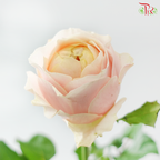 Rose - Theresa (10 Stems)
