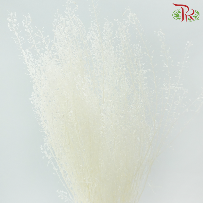 Dry Thlaspi Small - White