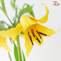Tiger Lily Lancifolium (2/3+) - Royal Princess (5 Stems)