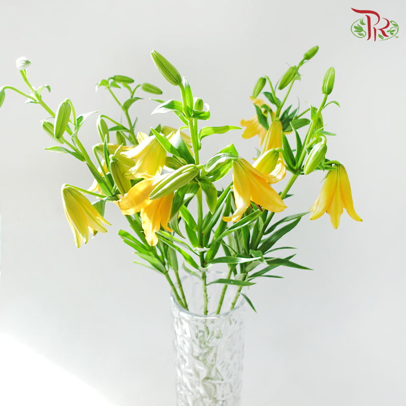 Tiger Lily Lancifolium (2/3+) - Royal Princess (5 Stems)