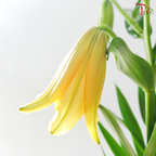 Tiger Lily Lancifolium (2/3+) - Royal Princess (5 Stems)