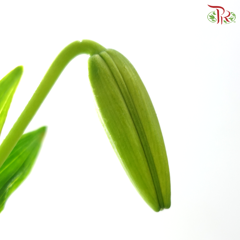 Tiger Lily Lancifolium (2/3+) - Royal Princess (5 Stems)