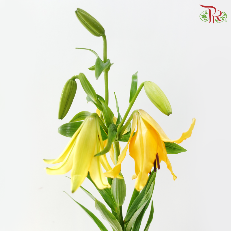 Tiger Lily Lancifolium (2/3+) - Royal Princess (5 Stems)