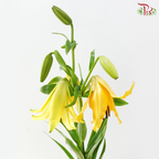 Tiger Lily Lancifolium (2/3+) - Royal Princess (5 Stems)
