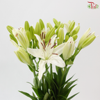 Tiger Lily - White (5 Stems) *(2-5)
