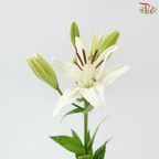 Tiger Lily - White (5 Stems) *(2-5)
