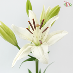 Tiger Lily - White (5 Stems) *(2-5)