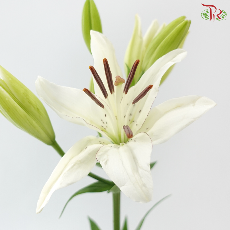 Tiger Lily - White (5 Stems) *(2-5)