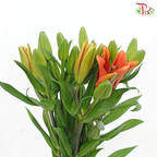 Tiger Lily (3+) - Ruby / Sovereign (5 Stems)