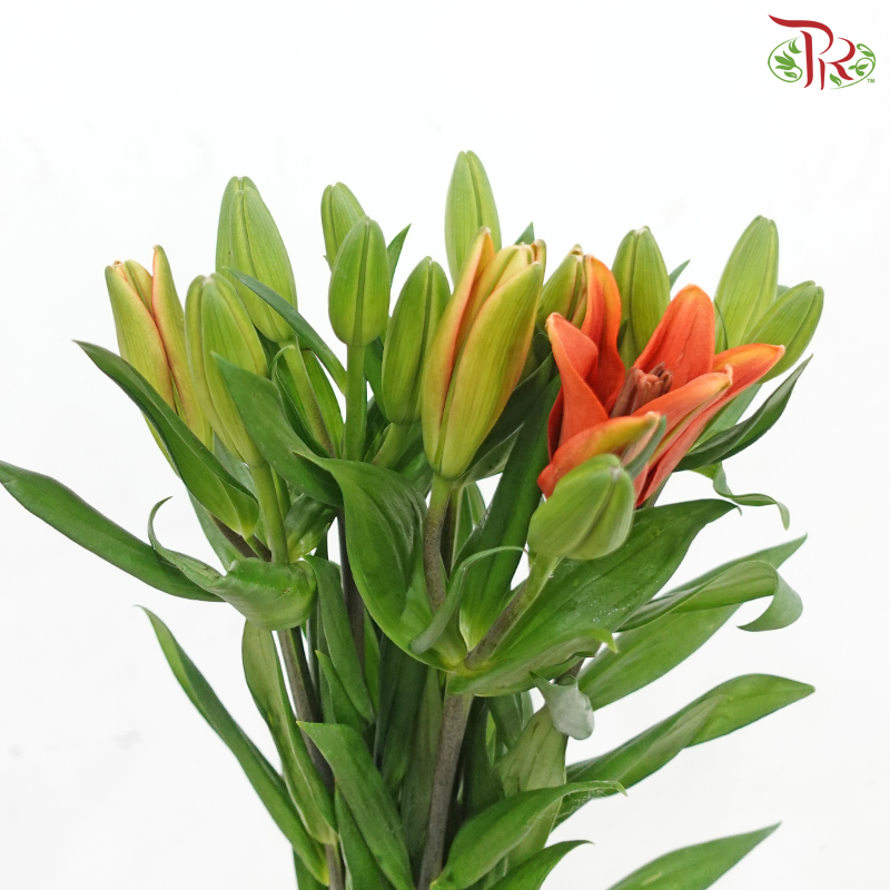 Tiger Lily (3+) - Ruby / Sovereign (5 Stems)