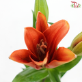 Tiger Lily (3+) - Ruby / Sovereign (5 Stems)