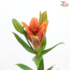 Tiger Lily (3+) - Ruby / Sovereign (5 Stems)