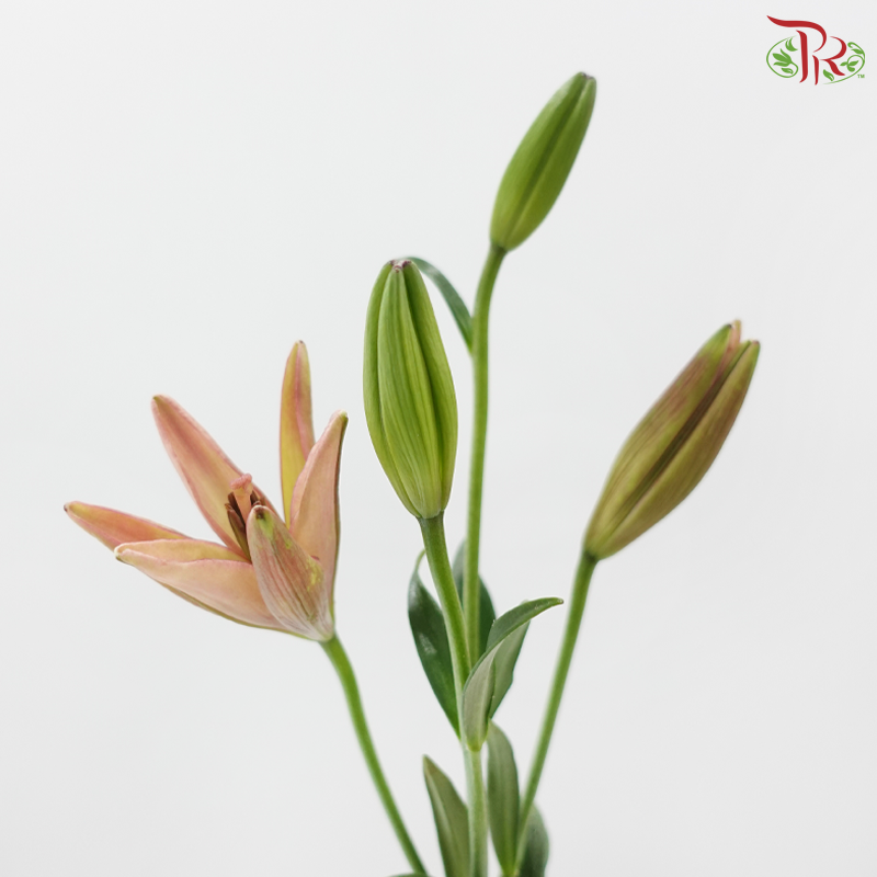 Tiger Lily (4+) -Nirvana / Light Pink (5 Stems)