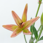 Tiger Lily (4+) -Nirvana / Light Pink (5 Stems)