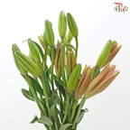 Tiger Lily (4+) -Nirvana / Light Pink (5 Stems)