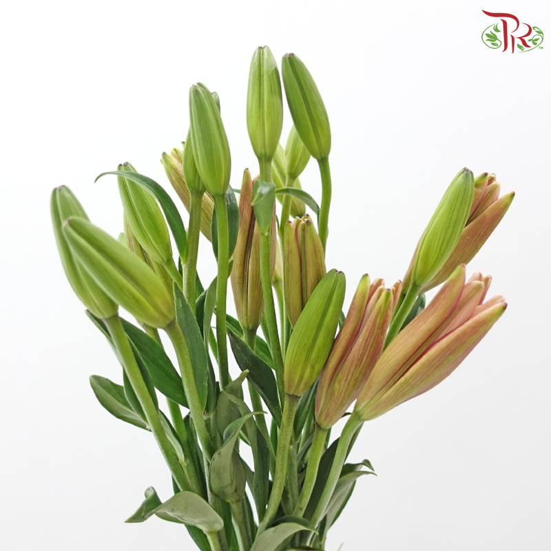 Tiger Lily (4+) -Nirvana / Light Pink (5 Stems)