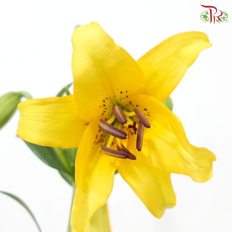 Tiger Lily Lancifolium (2/3+) - Royal Princess (5 Stems)
