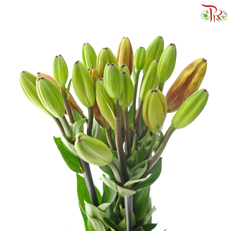 Tiger Lily (4+) - Ruby / Black Onyx / Shell (5 Stems)